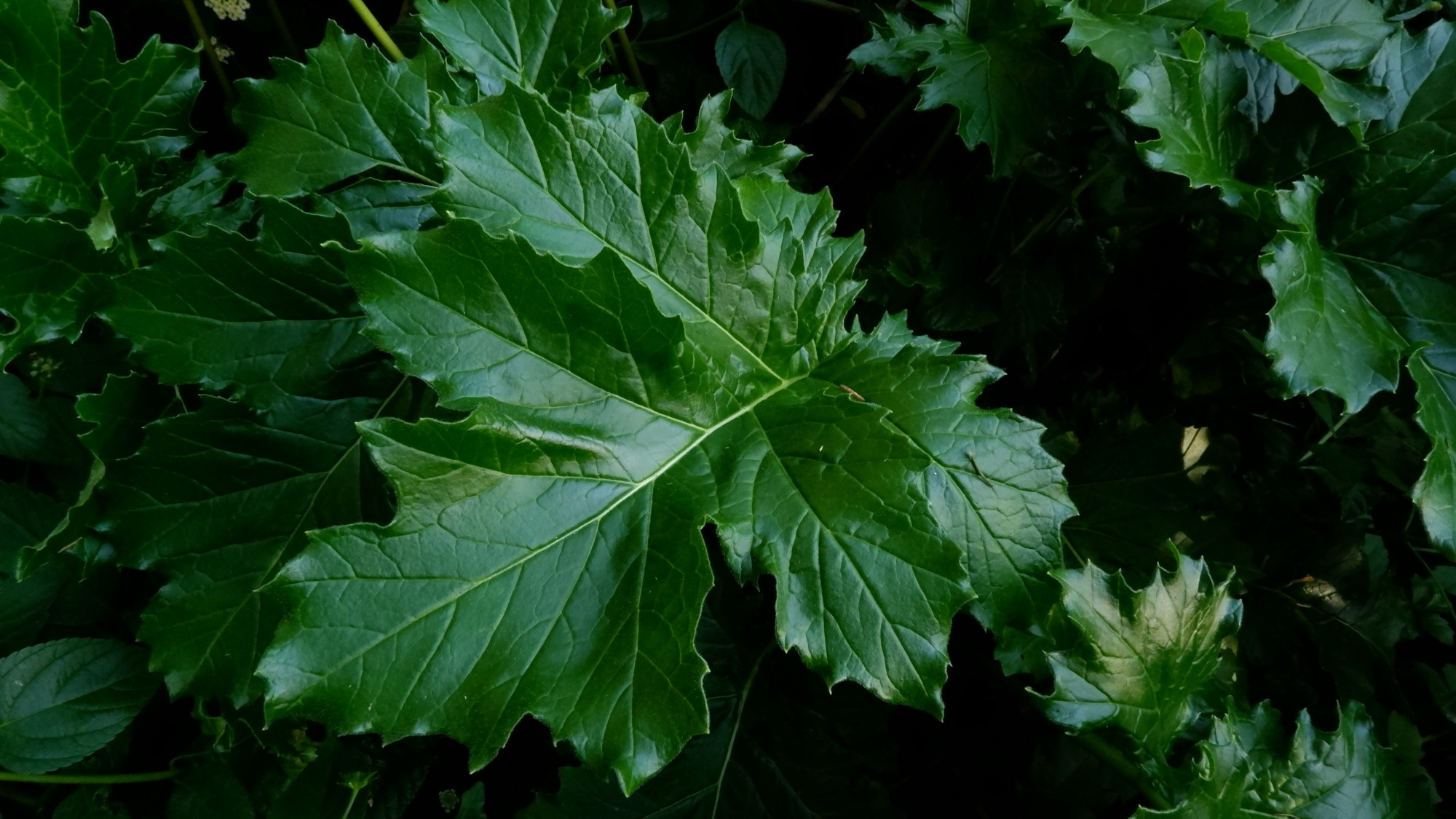 福岡市植物園に植えられている、アカンサスの葉の写真。